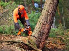 How Our Tree Care Process Works  in  Gang Mills, NY