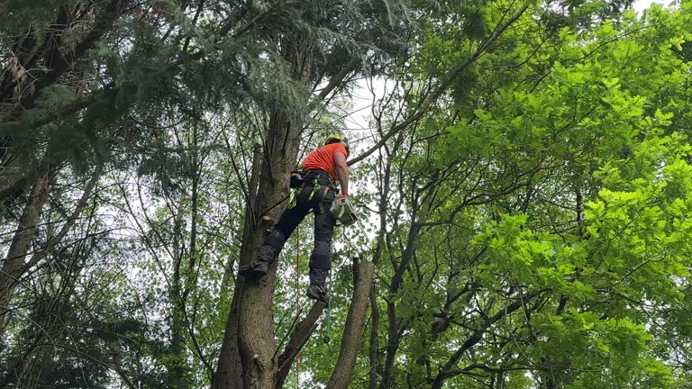 Professional Tree Services in Gang Mills, NY